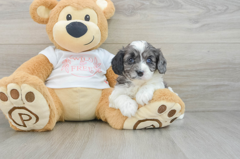 5 week old Cavapoo Puppy For Sale - Premier Pups