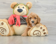 7 week old Cavapoo Puppy For Sale - Premier Pups