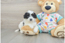 Cavapoo Pup Being Cute