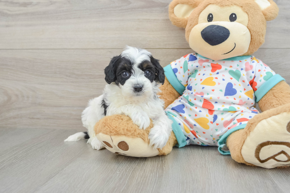 Cavapoo Pup Being Cute