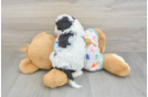 Happy Cavapoo Baby