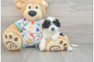 Cavapoo Pup Being Cute