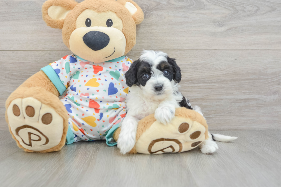 Cavapoo Pup Being Cute