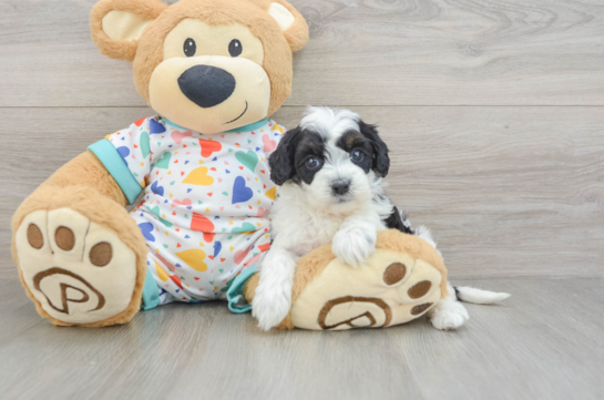 Cavapoo Pup Being Cute