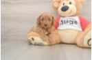 Funny Cavapoo Poodle Mix Pup