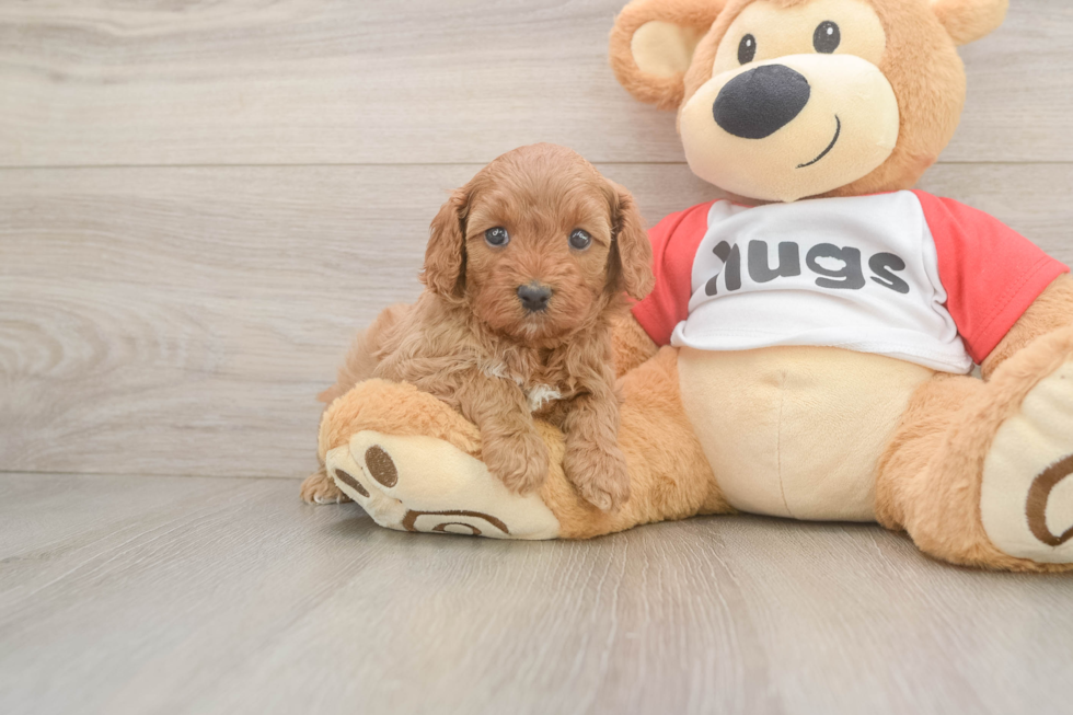 Funny Cavapoo Poodle Mix Pup