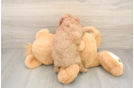 Cavapoo Puppy for Adoption