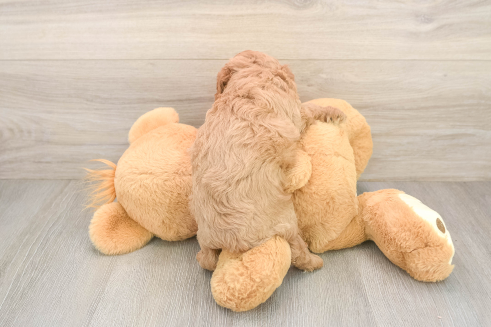 Cavapoo Puppy for Adoption