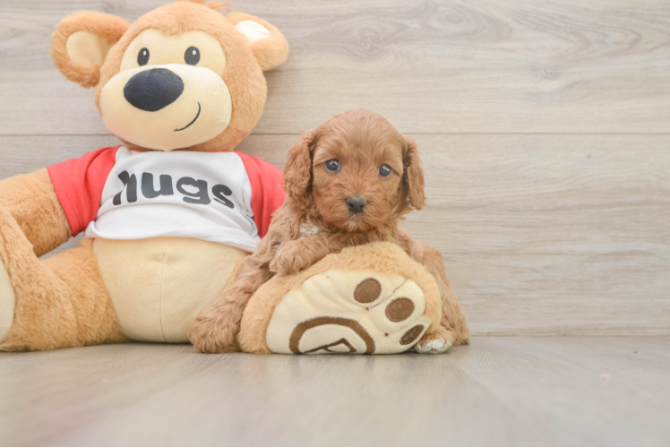 Funny Cavapoo Poodle Mix Pup