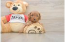 Funny Cavapoo Poodle Mix Pup