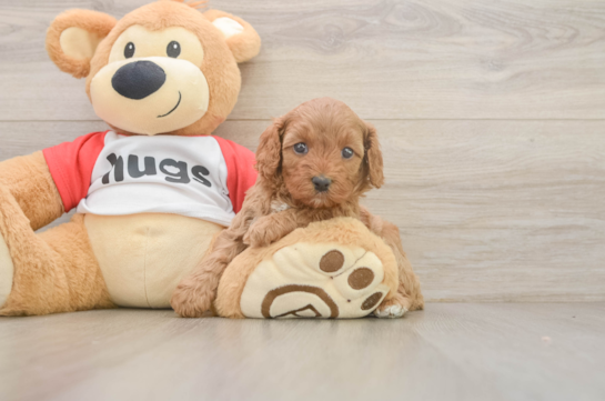 Funny Cavapoo Poodle Mix Pup