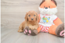 Small Cavapoo Baby