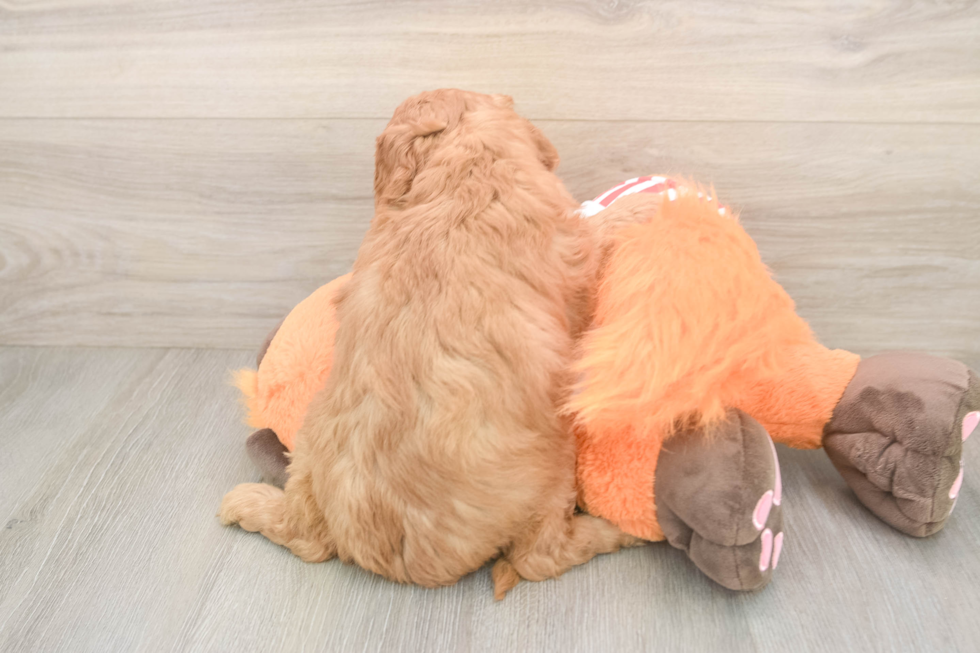 Friendly Cavapoo Baby