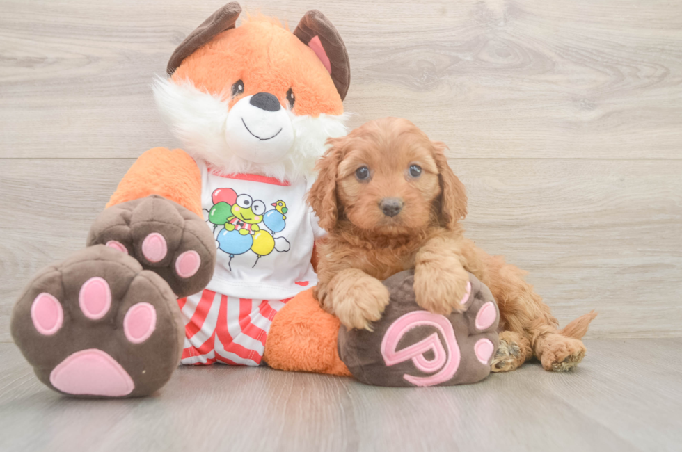 6 week old Cavapoo Puppy For Sale - Premier Pups