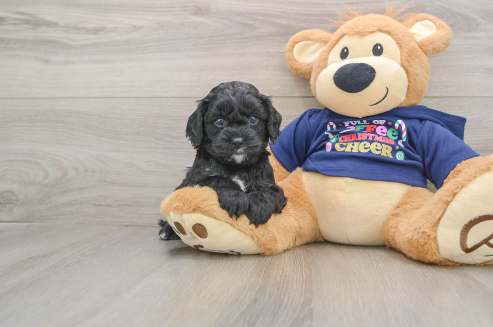 5 week old Cavapoo Puppy For Sale - Premier Pups