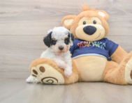 7 week old Cavapoo Puppy For Sale - Premier Pups