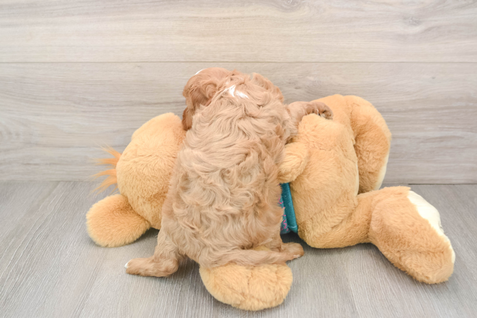 Cavapoo Pup Being Cute