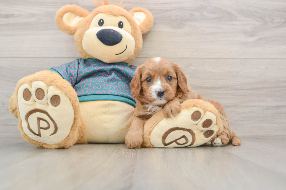 Energetic Cavoodle Poodle Mix Puppy