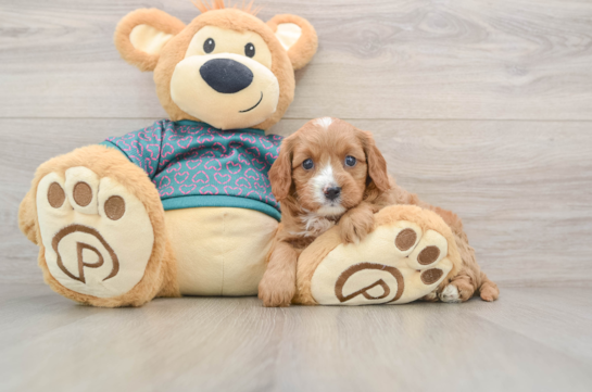 Energetic Cavoodle Poodle Mix Puppy