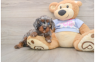 Cavapoo Pup Being Cute