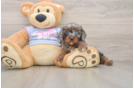 Funny Cavapoo Poodle Mix Pup
