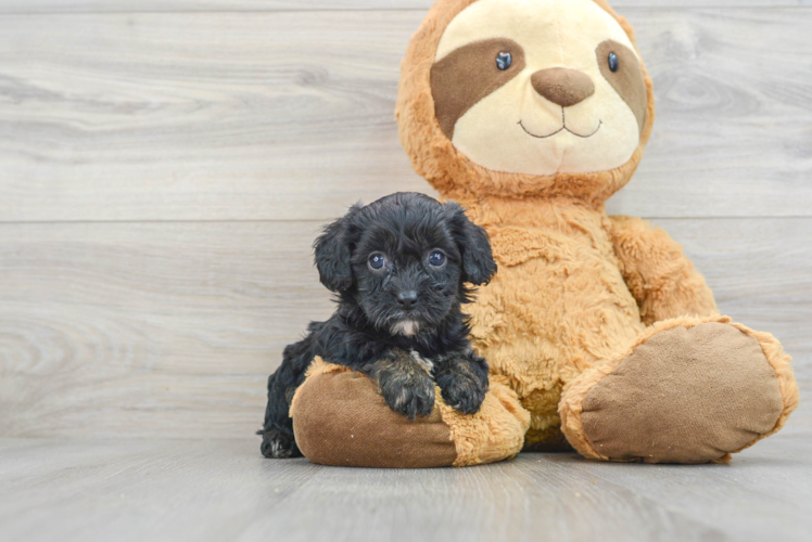 Cavapoo Pup Being Cute