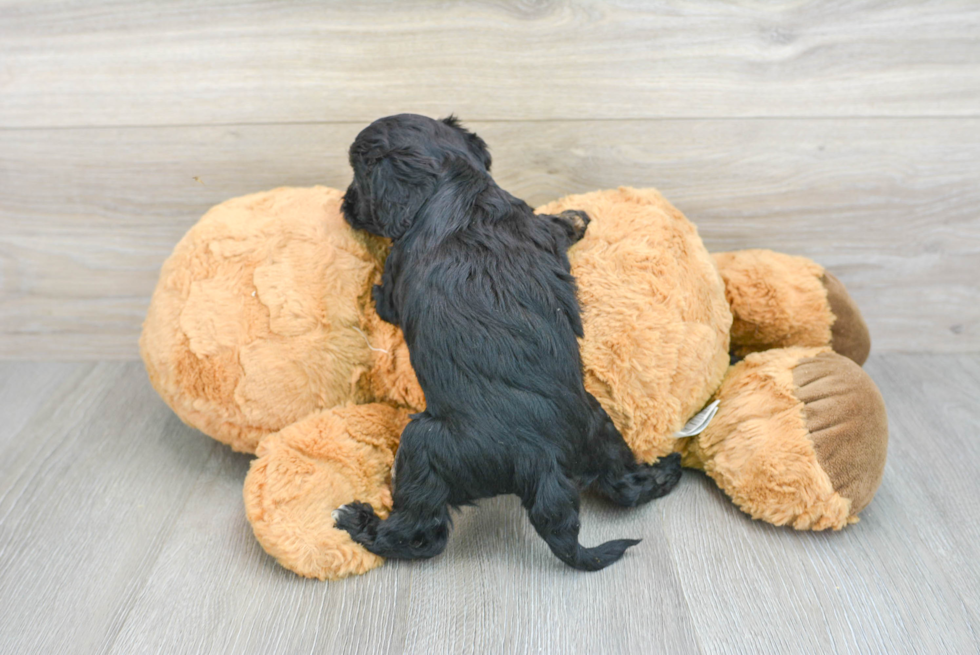 Playful Cavoodle Poodle Mix Puppy