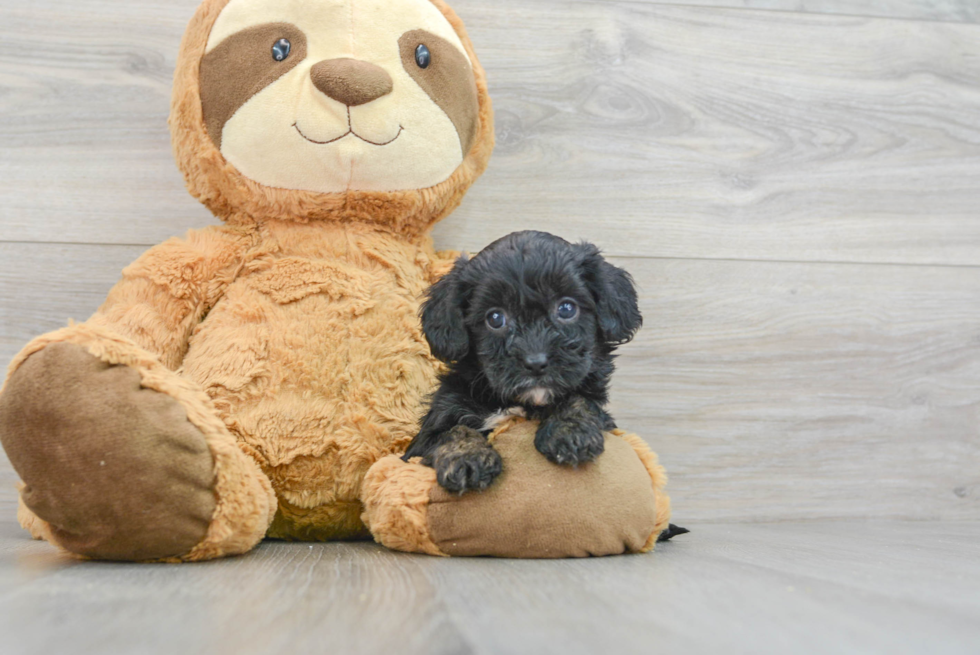 Cavapoo Puppy for Adoption