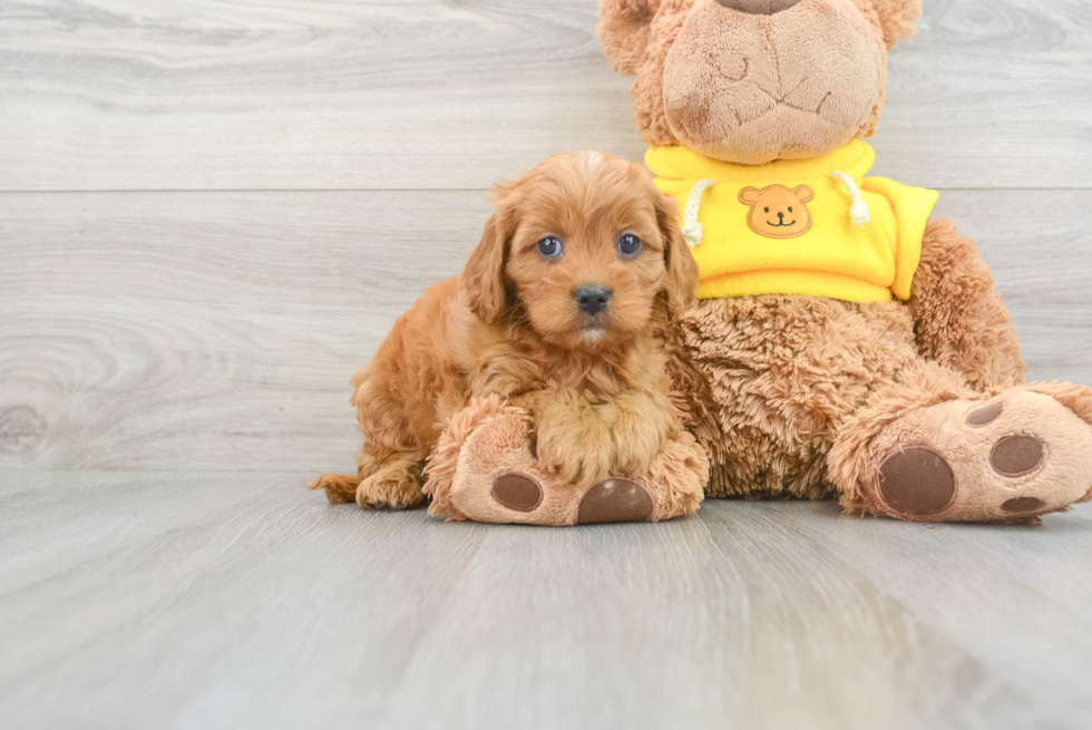 Cavapoo Pup Being Cute