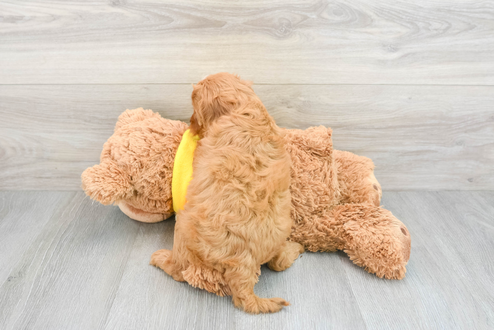 Cavapoo Pup Being Cute