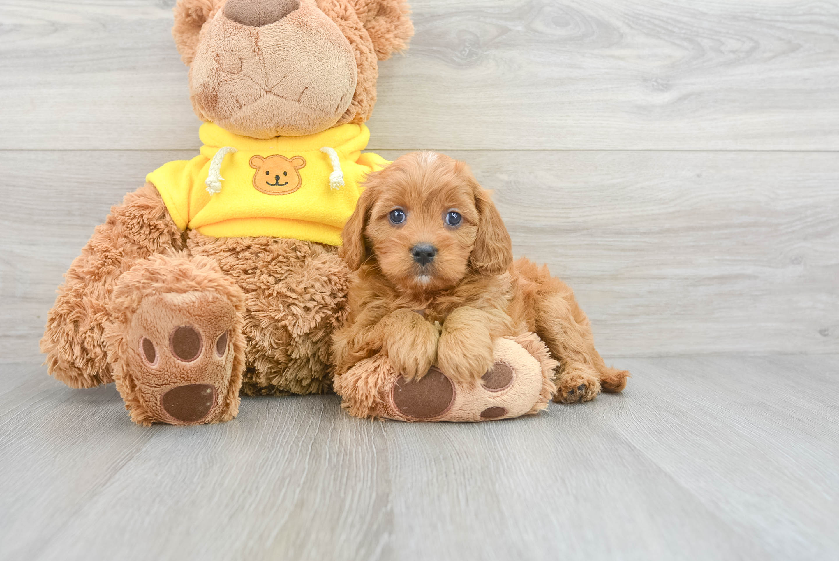 Best Cavapoo Baby