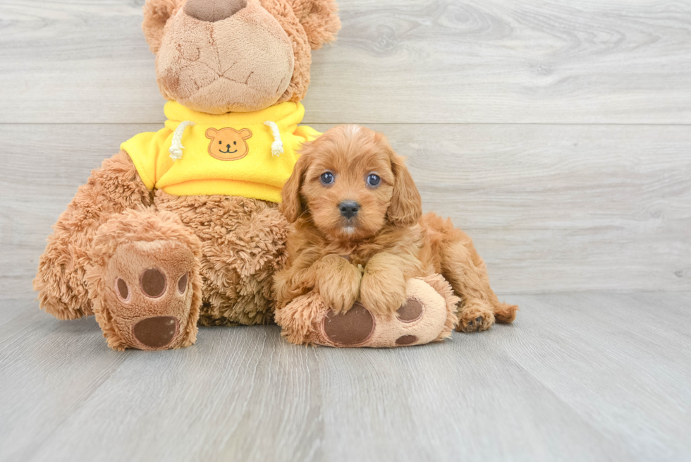 Best Cavapoo Baby