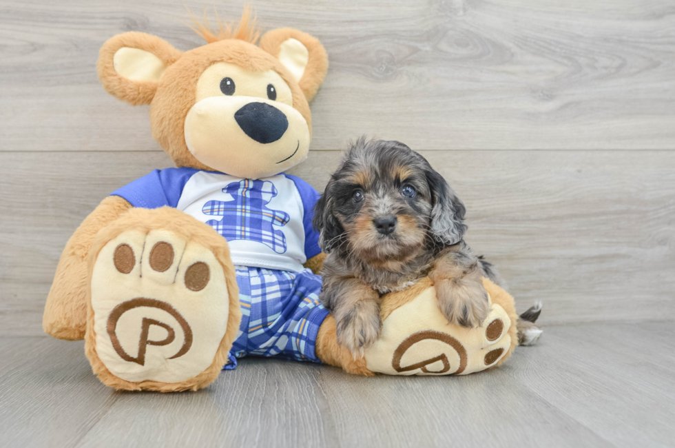 5 week old Cavapoo Puppy For Sale - Premier Pups