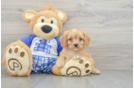 Cavapoo Puppy for Adoption