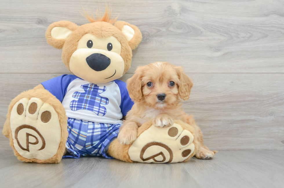 7 week old Cavapoo Puppy For Sale - Premier Pups