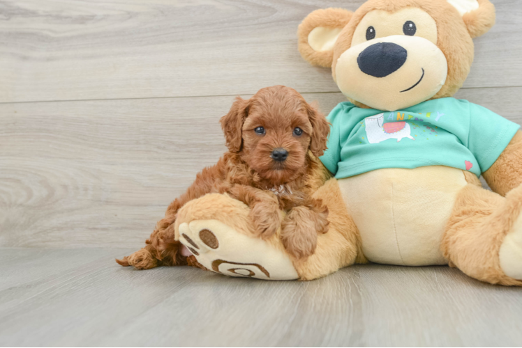 Hypoallergenic Cavadoodle Poodle Mix Puppy