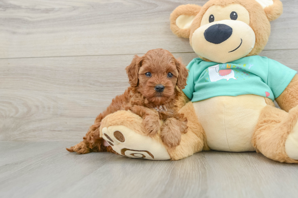 6 week old Cavapoo Puppy For Sale - Premier Pups