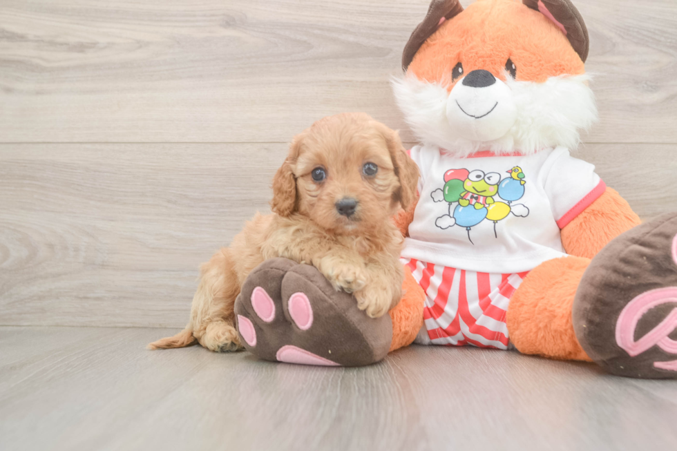 Best Cavapoo Baby