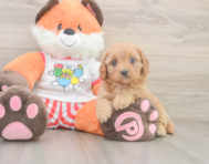 8 week old Cavapoo Puppy For Sale - Premier Pups