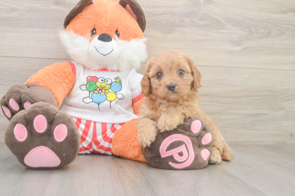 6 week old Cavapoo Puppy For Sale - Premier Pups