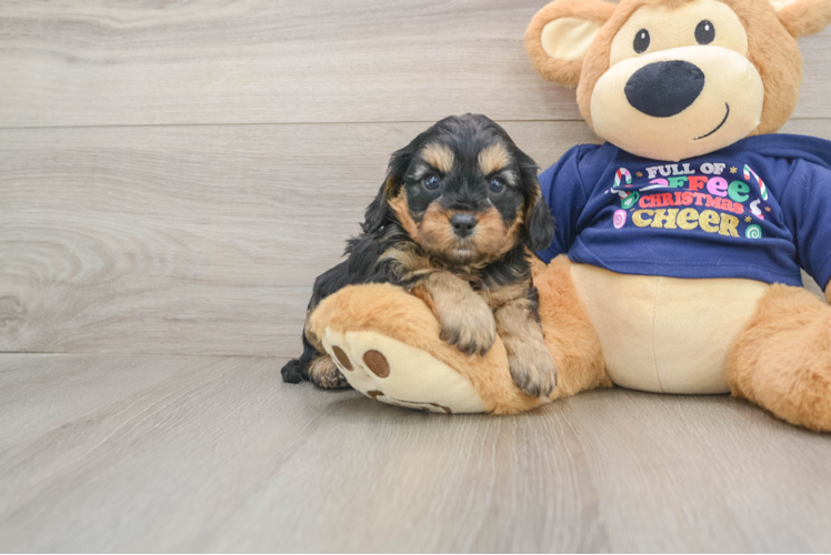 Friendly Cavapoo Baby