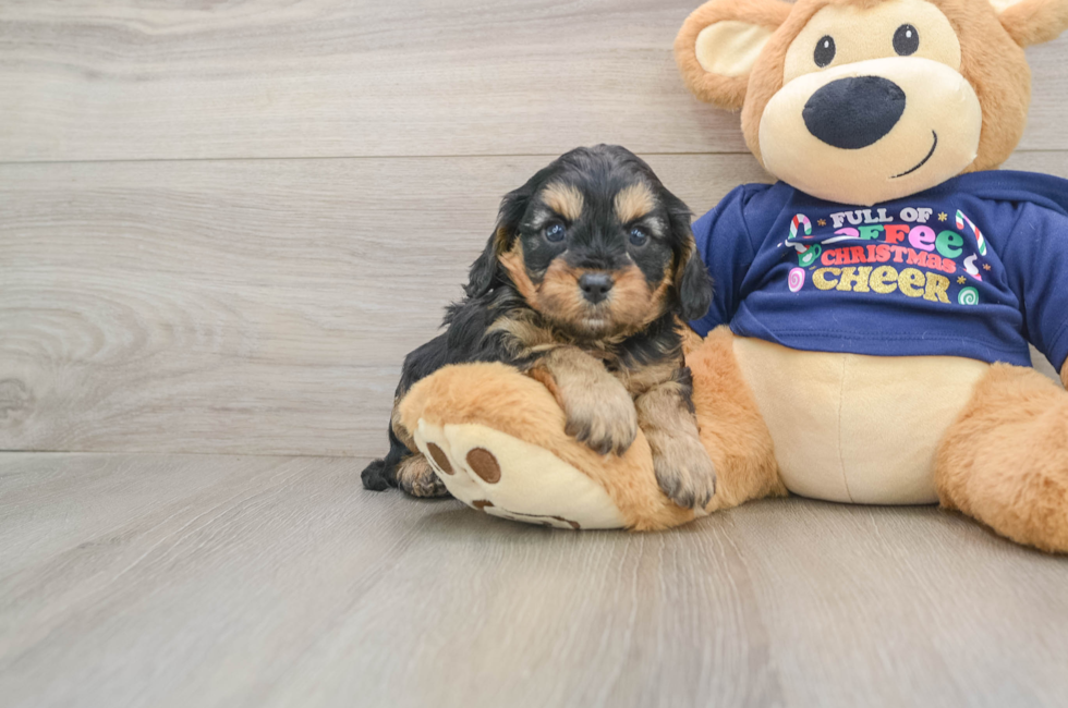 5 week old Cavapoo Puppy For Sale - Premier Pups