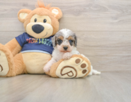 7 week old Cavapoo Puppy For Sale - Premier Pups