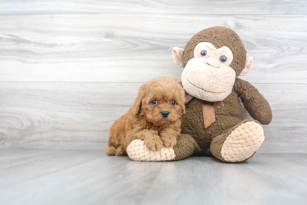 Energetic Cavoodle Poodle Mix Puppy