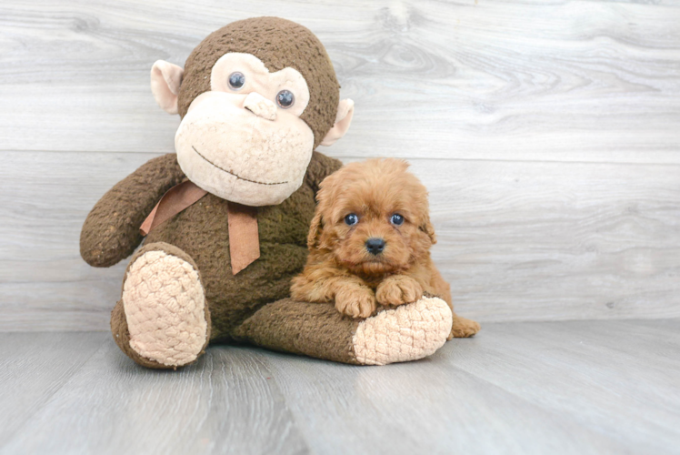 Best Cavapoo Baby