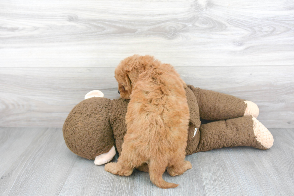 Fluffy Cavapoo Poodle Mix Pup