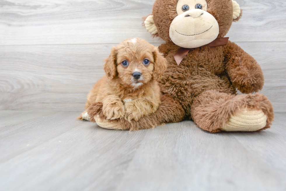 Energetic Cavoodle Poodle Mix Puppy