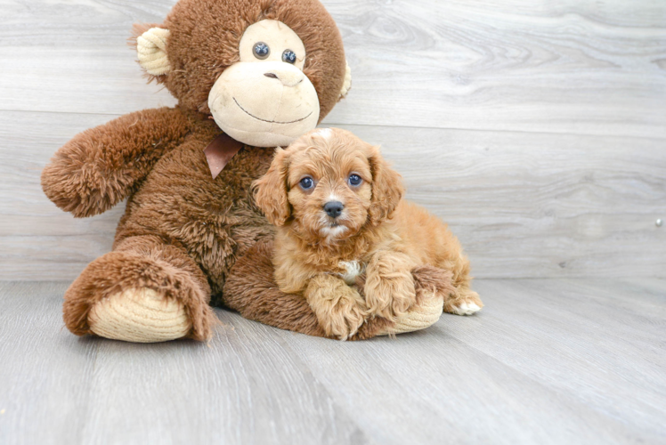 Cavapoo Pup Being Cute