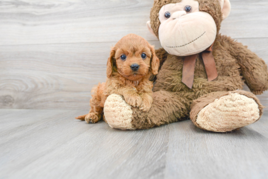 Cavapoo Puppy for Adoption