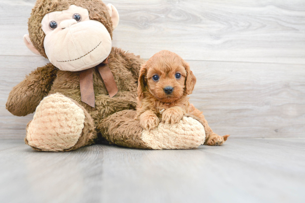 Cavapoo Puppy for Adoption